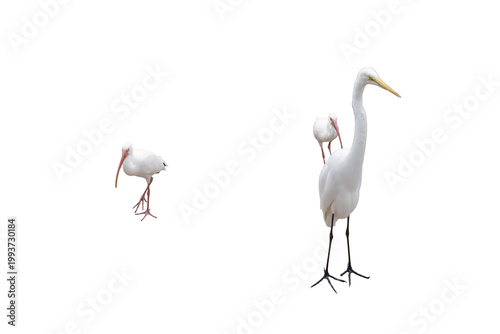 Photos two ibis and one egret isolated on Transparent background