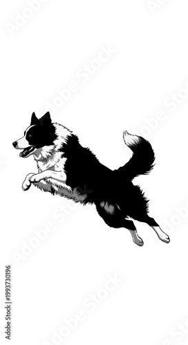 Black and white illustration of a jumping Border Collie dog Isolated on transparent background