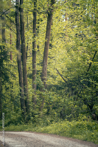 The forest landscape of Montiggl in Eppan in South Tyrol.