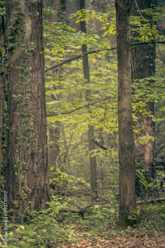 The forest landscape of Montiggl in Eppan in South Tyrol.