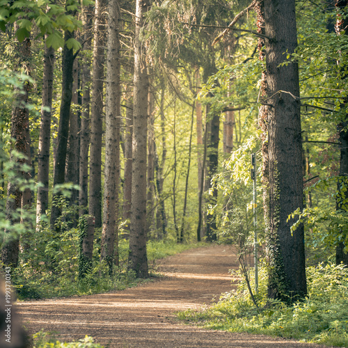 The forest landscape of Montiggl in Eppan in South Tyrol.