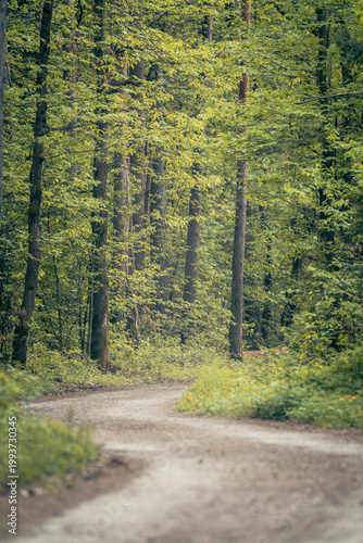 The forest landscape of Montiggl in Eppan in South Tyrol.