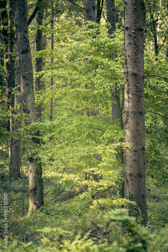 The forest landscape of Montiggl in Eppan in South Tyrol.
