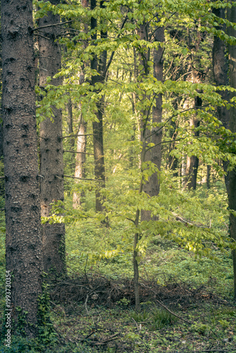 The forest landscape of Montiggl in Eppan in South Tyrol.