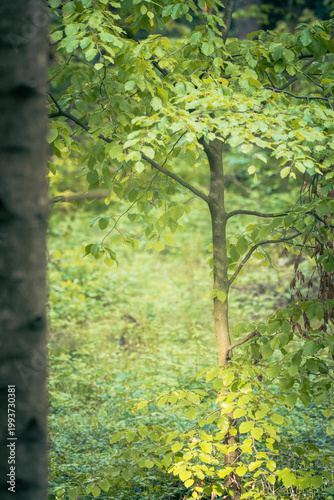 The forest landscape of Montiggl in Eppan in South Tyrol.