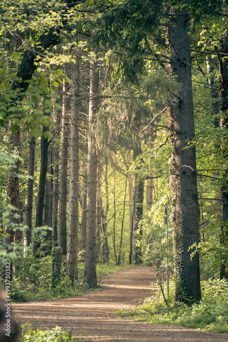 The forest landscape of Montiggl in Eppan in South Tyrol.