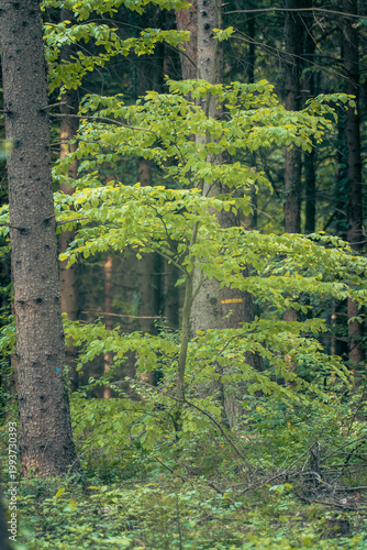 The forest landscape of Montiggl in Eppan in South Tyrol.