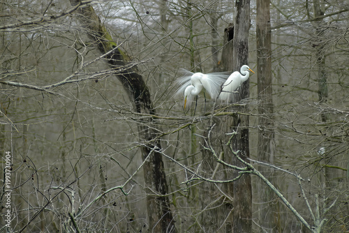Obraz na plátně Mating season in the swamps of Louisiana - The great egret male is doing his mat