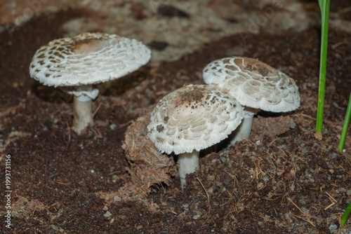 Mushrooms Growing in Soil Under Natural Light on Forest Floor in a Wooded Area Surrounded by Organic Matter