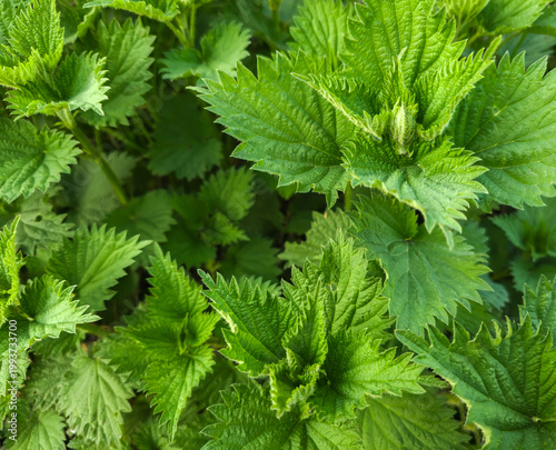 Obraz na plátně Fresh green stinging nettle leaves