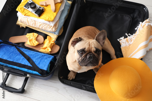 Cute French bulldog sitting...