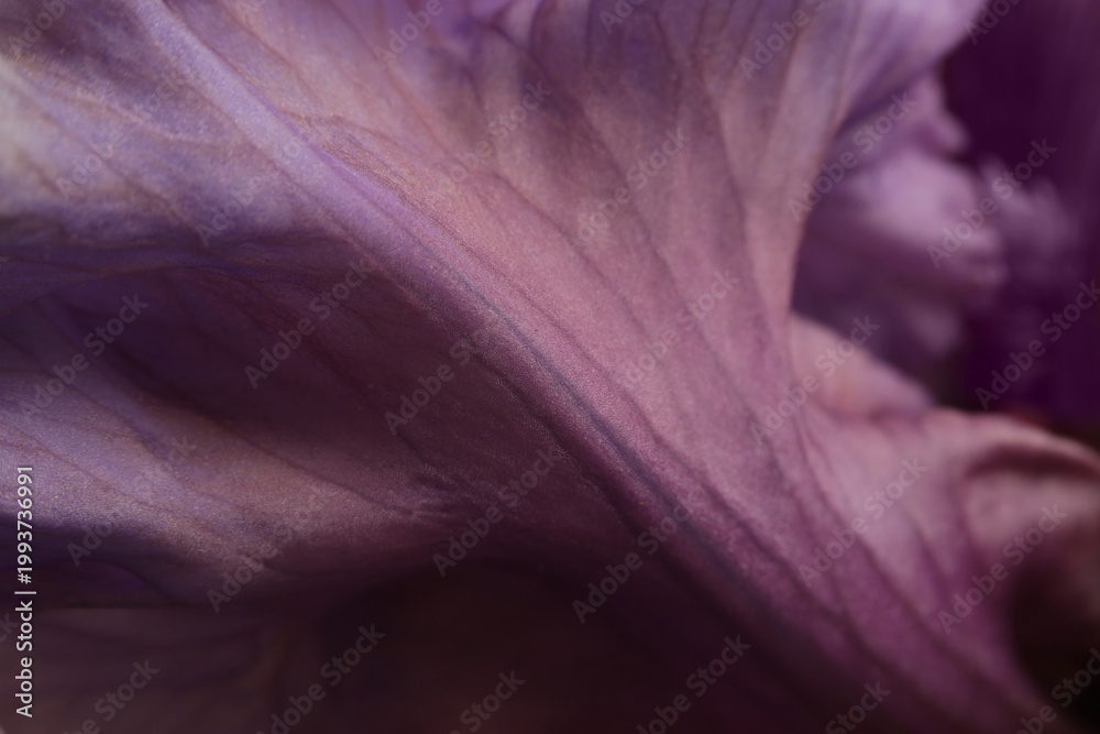 Fototapeta premium Smoke close-up selective soft focus lilac, violet Iris Flower Petals, leaf. Macro blur natural art abstract background.