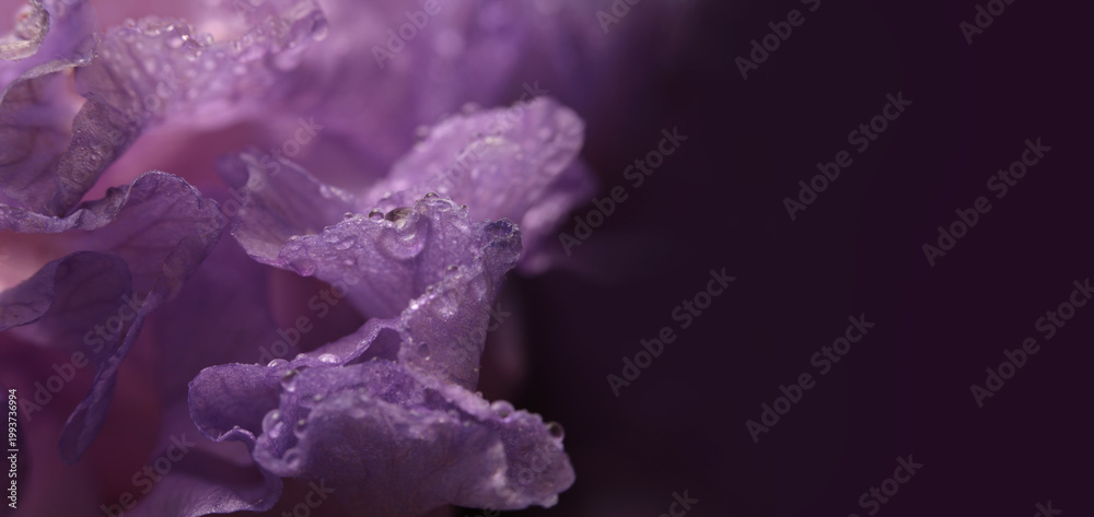 Fototapeta premium Close-up selective soft focus violet lilac Iris Flower bud Petals with Water Drops. Natural art smoke blur background.
