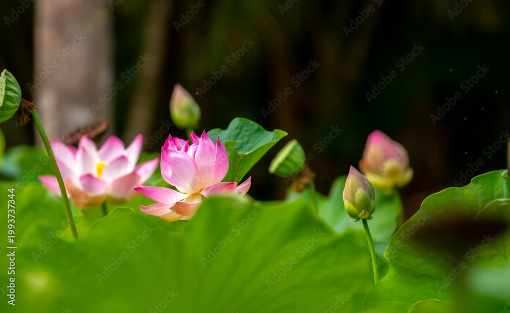 Foto Lotus pond