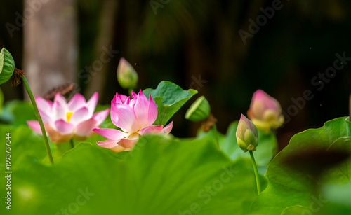 Quadro su tela Lotus pond