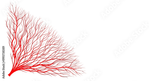 Red vascular tree, branching blood vessels, medical illustration, anatomy design, healthcare vector