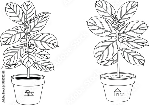 Indoor houseplant line art illustration set with potted plants, detailed leaves outline drawing for home decor botanical vector design