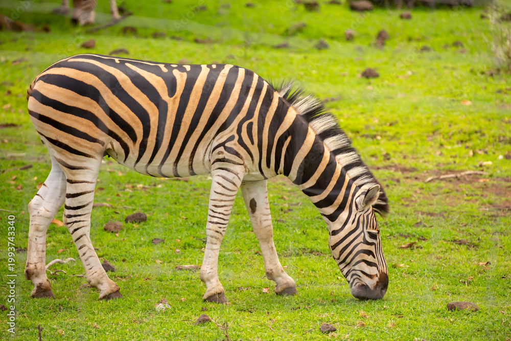 Naklejka premium Zebras walking in a green meadow and eating grass. African zebras in the savannah. Wild animals in their natural habitat.