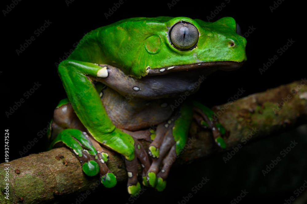 Obraz premium Fauna