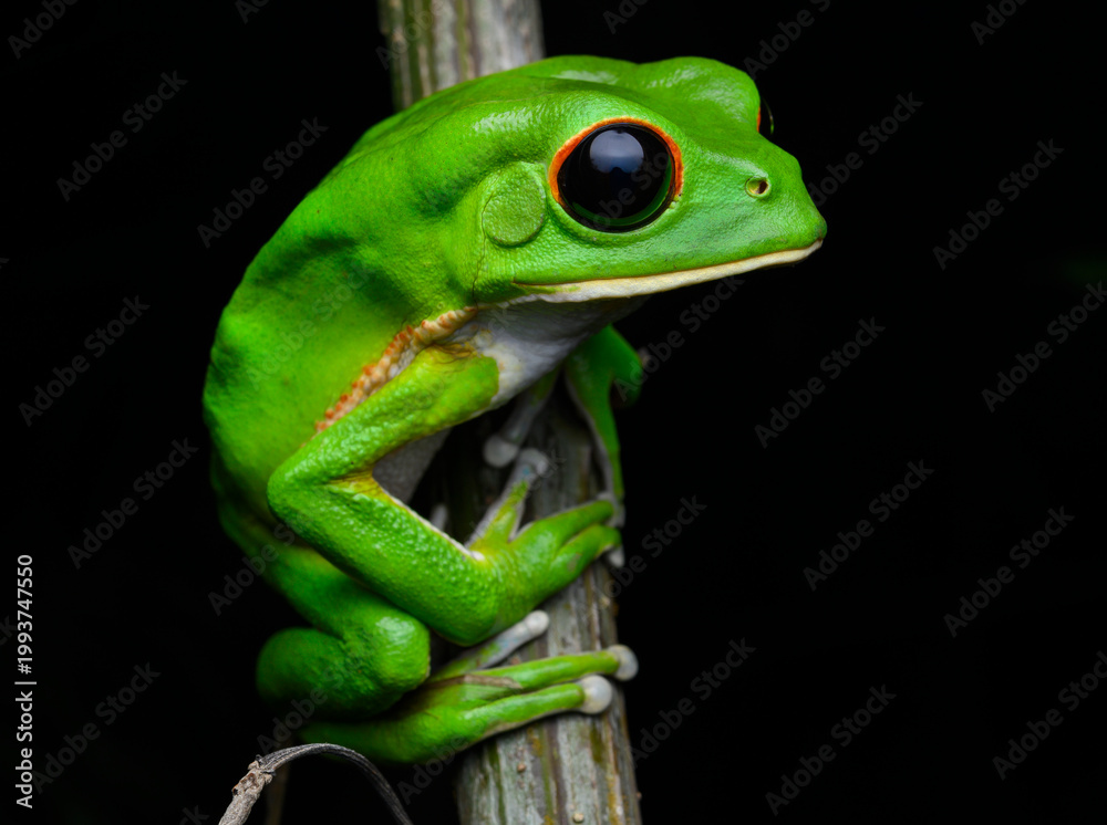 Obraz premium Fauna