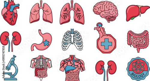 Vector Set of Human Anatomy and Biology Icons, Featuring Heart, Lungs, Brain, Liver, Kidneys, Stomach, Skeleton, Microscopes, and Medical Symbols for Health, Medicine, and Biology Designs
