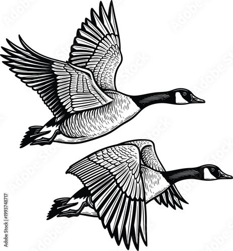 Detailed black and white illustration of two geese in flight with extended wings symbolizing migration, teamwork, freedom, and nature