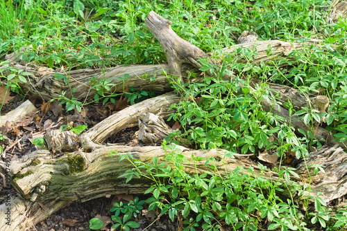 Gynostemma Pentaphyllum Growing Among Old Tree Roots
