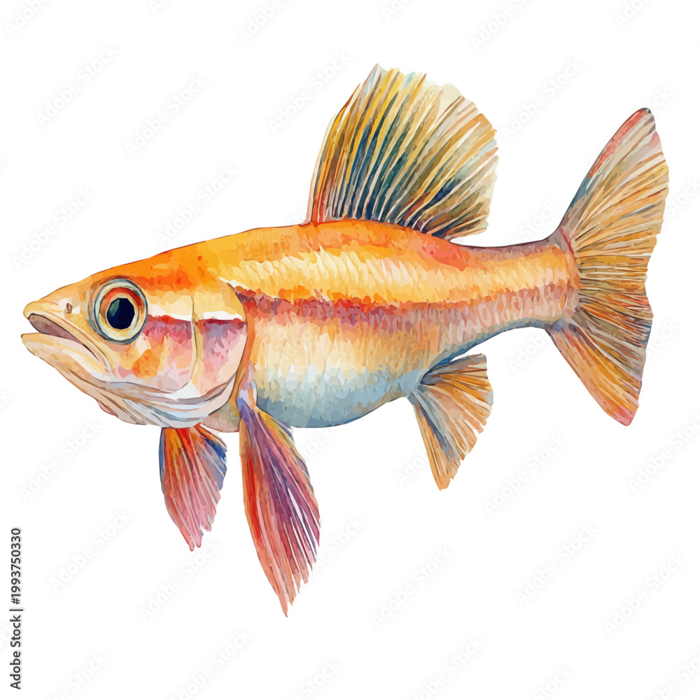 Fototapeta premium watercolor of Goby Fish vector painting, isolated on a white background.
