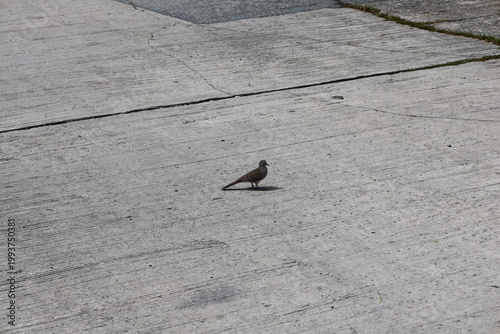 single bird standing on expansive concrete slab pavement area