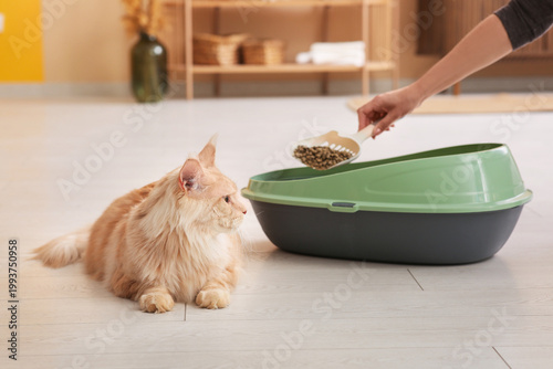 Cute Maine Coon and owner c...