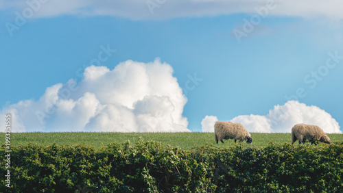 Sheep and the Countryside outside Clara Vale Gateshead, with a dramatic cloud backdrop, April 2026
