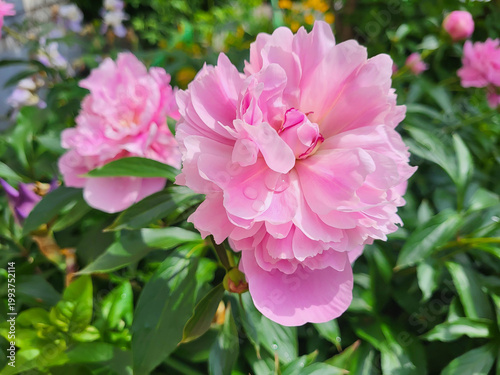 A large pink peony flower on a clear sunny day, after rain, in a garden
