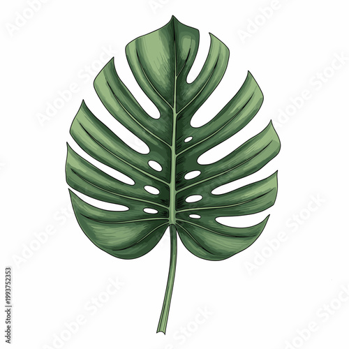 A vibrant green Monstera deliciosa leaf illustration with characteristic splits and holes, depicted on a clean white background.