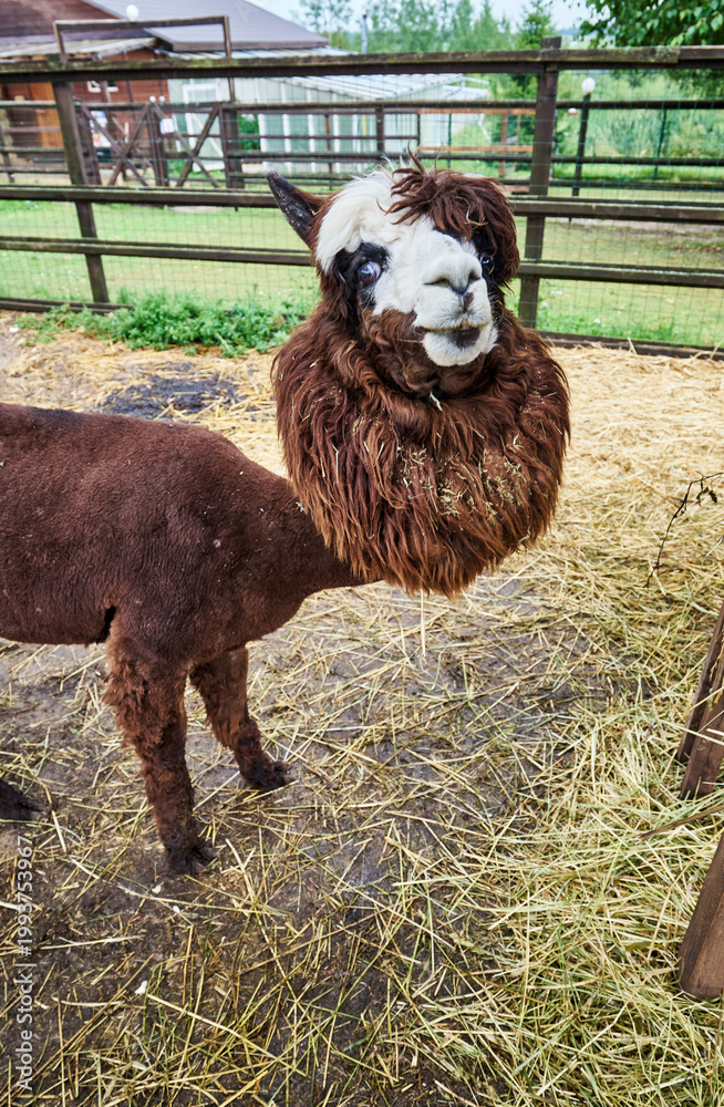 Naklejka premium Funny hairy brown and white alpaca at the farm close-up portrait. High quality photo