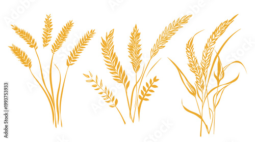 Artistic depiction of golden wheat stalks and ears against a stark white backdrop