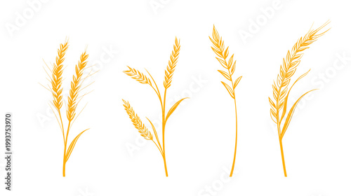 Four hand-drawn illustrations of wheat stalks in shades of yellow-orange on a white background