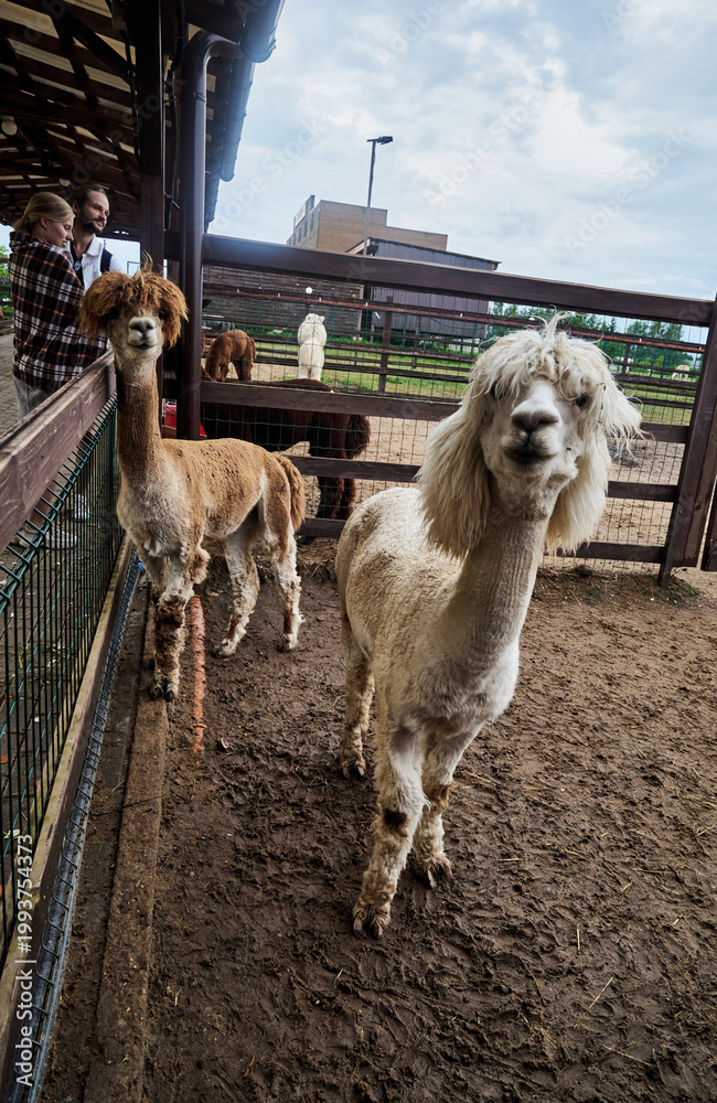 Fototapeta premium Two hairy alpacas standing in a pen at the zoo. High quality photo