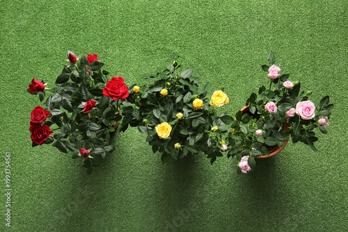 Beautiful roses in pots on ...