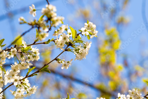 Close-up of white cherry blossoms on branches with green leaves. Fresh spring nature background with selective focus and beautiful bokeh. Symbol of renewal and blooming season.
