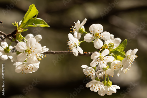 Close-up of white cherry blossoms on branches with green leaves. Fresh spring nature background with selective focus and beautiful bokeh. Symbol of renewal and blooming season.
