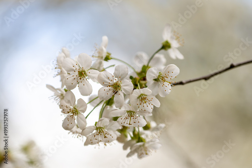 Close-up of white cherry blossoms on branches with green leaves. Fresh spring nature background with selective focus and beautiful bokeh. Symbol of renewal and blooming season.