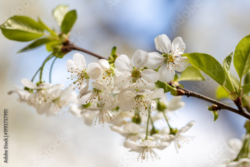 Close-up of white cherry blossoms on branches with green leaves. Fresh spring nature background with selective focus and beautiful bokeh. Symbol of renewal and blooming season.