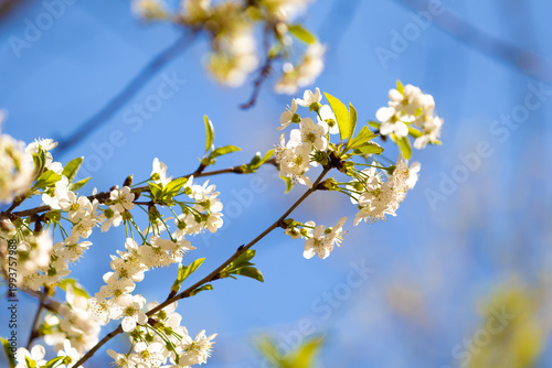 Close-up of white cherry blossoms on branches with green leaves. Fresh spring nature background with selective focus and beautiful bokeh. Symbol of renewal and blooming season.