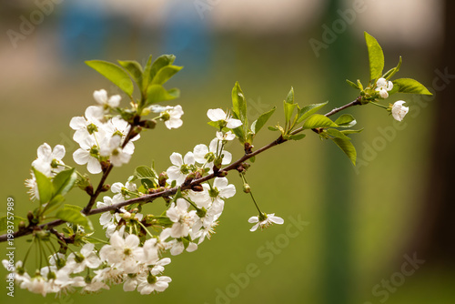 Close-up of white cherry blossoms on branches with green leaves. Fresh spring nature background with selective focus and beautiful bokeh. Symbol of renewal and blooming season.