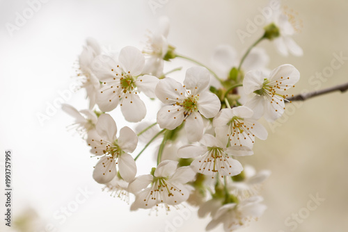 Close-up of white cherry blossoms on branches with green leaves. Fresh spring nature background with selective focus and beautiful bokeh. Symbol of renewal and blooming season.