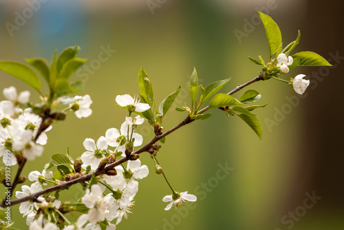 Close-up of white cherry blossoms on branches with green leaves. Fresh spring nature background with selective focus and beautiful bokeh. Symbol of renewal and blooming season.