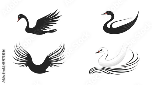 Four stylized illustrations of swans, two black and two white, presented on a white background