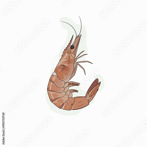 Detailed illustration of a single brown shrimp with segmented body and antennae on a plain background.
