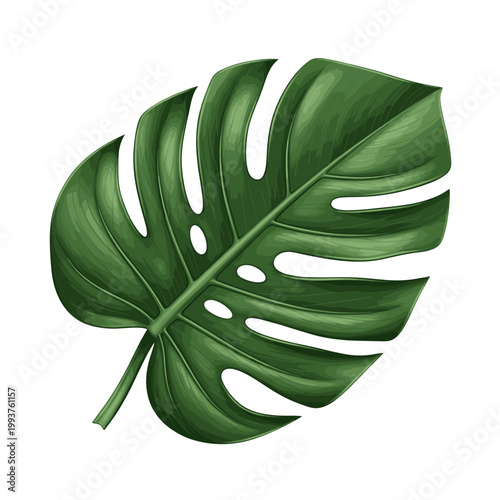 Vibrant green Monstera deliciosa leaf illustration with characteristic splits and holes, isolated on a white background, showcasing tropical plant beauty.