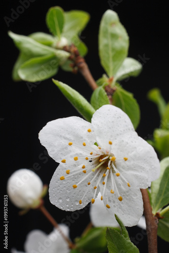 Cherry tree blossoms raindrops on petals